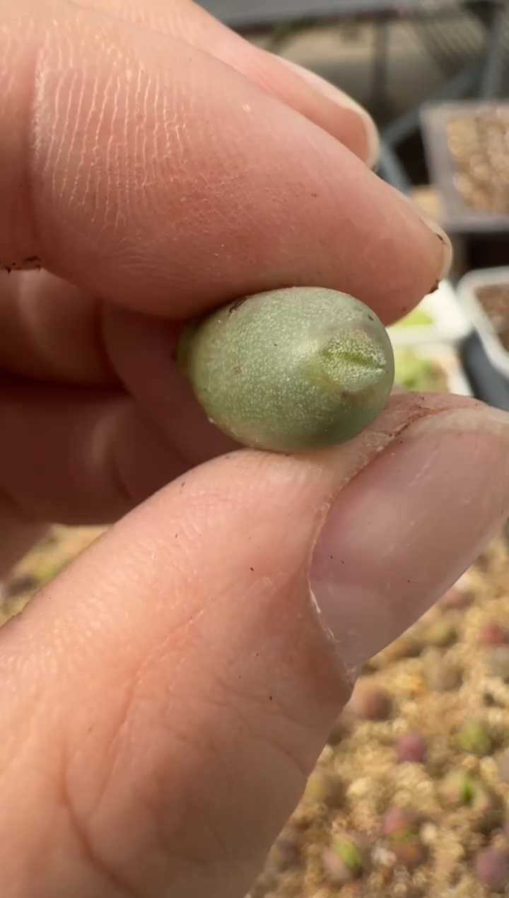 【闪购商品】2.5-70