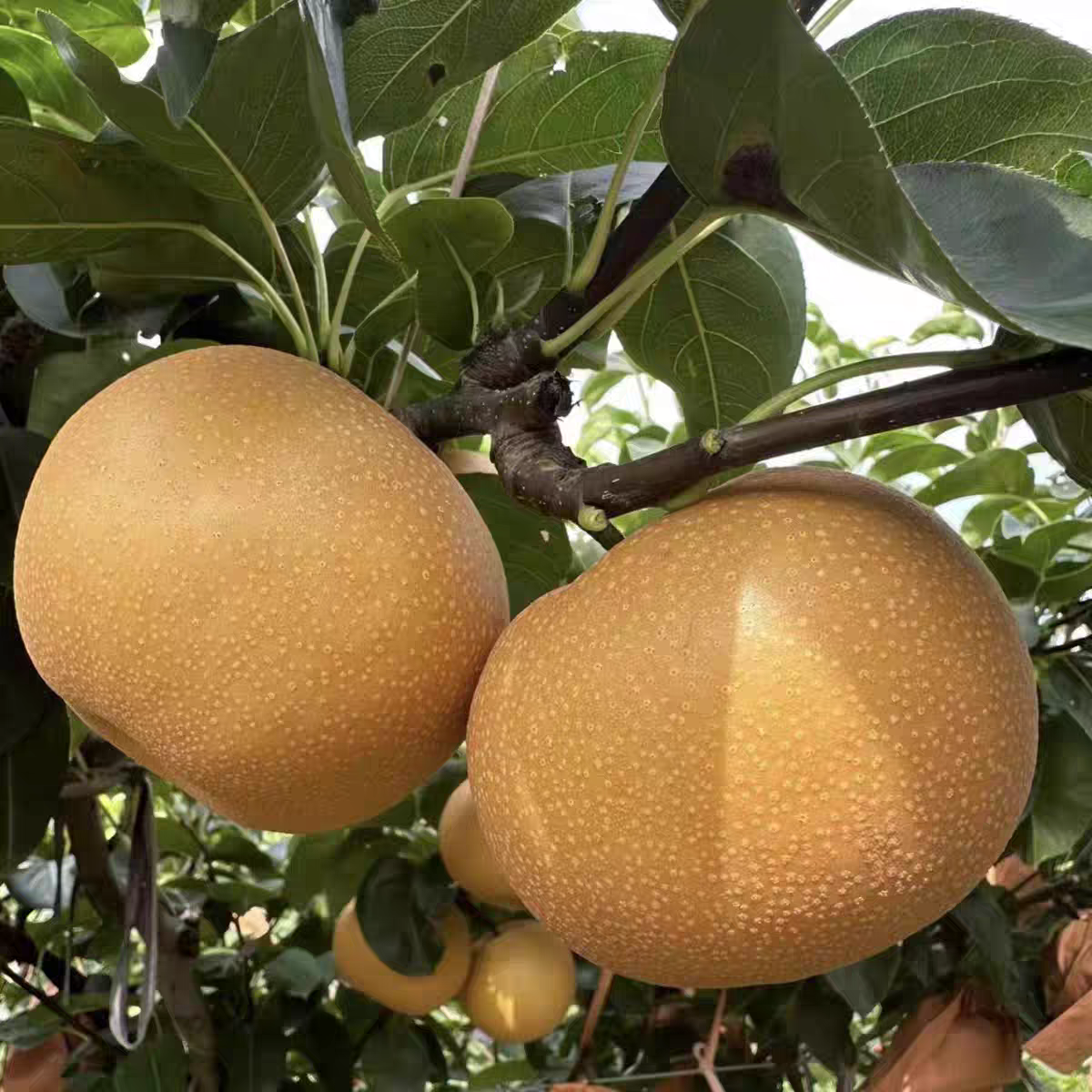 【村长推荐】金果梨新鲜脆甜多汁应季水果