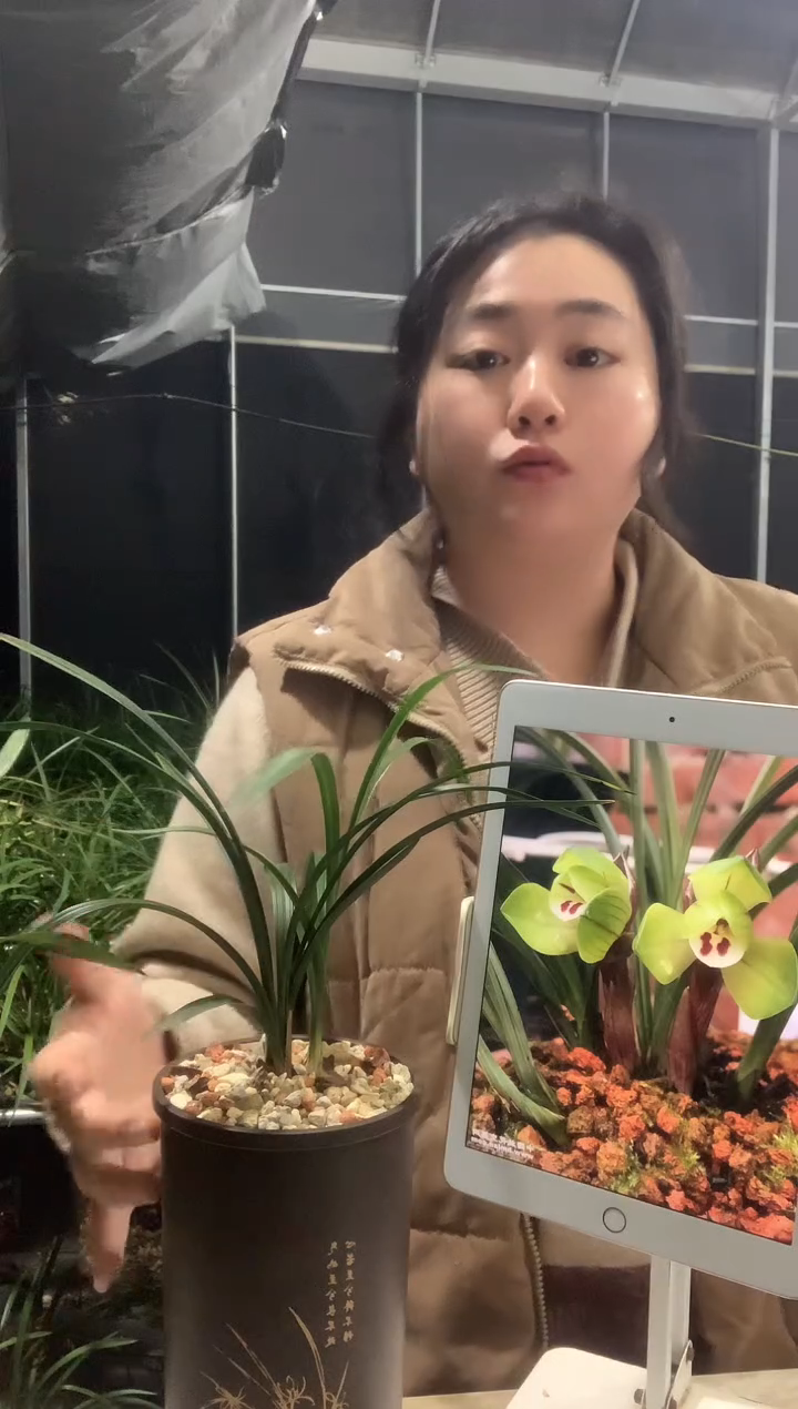 大部分开放少量花苞大富贵3苗带花种好发货