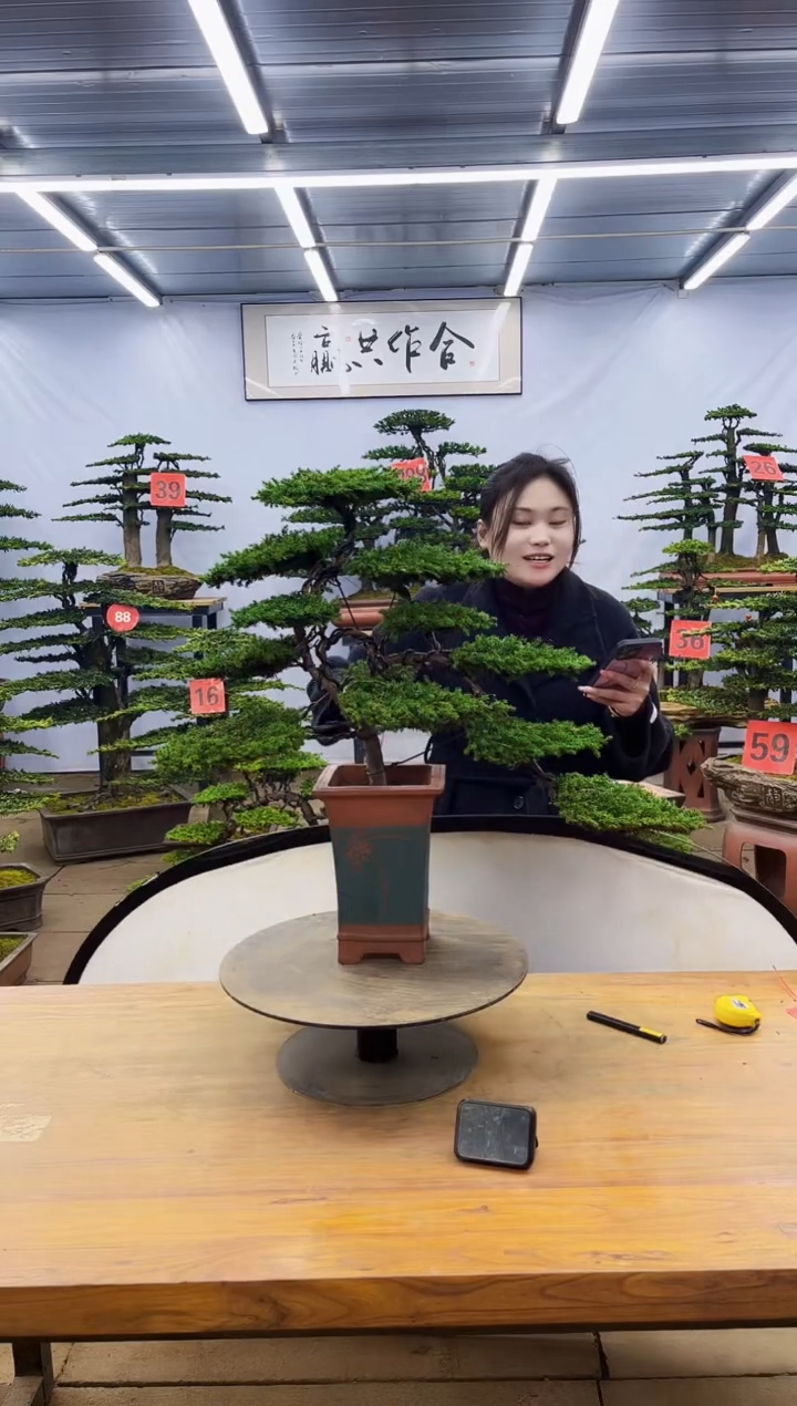 【闪购商品】高端盆景一物一拍，所见即所得