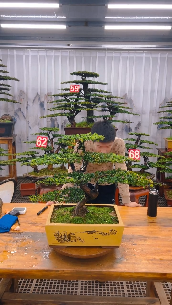 【闪购商品】紫砂精品盆景直播间一物一拍