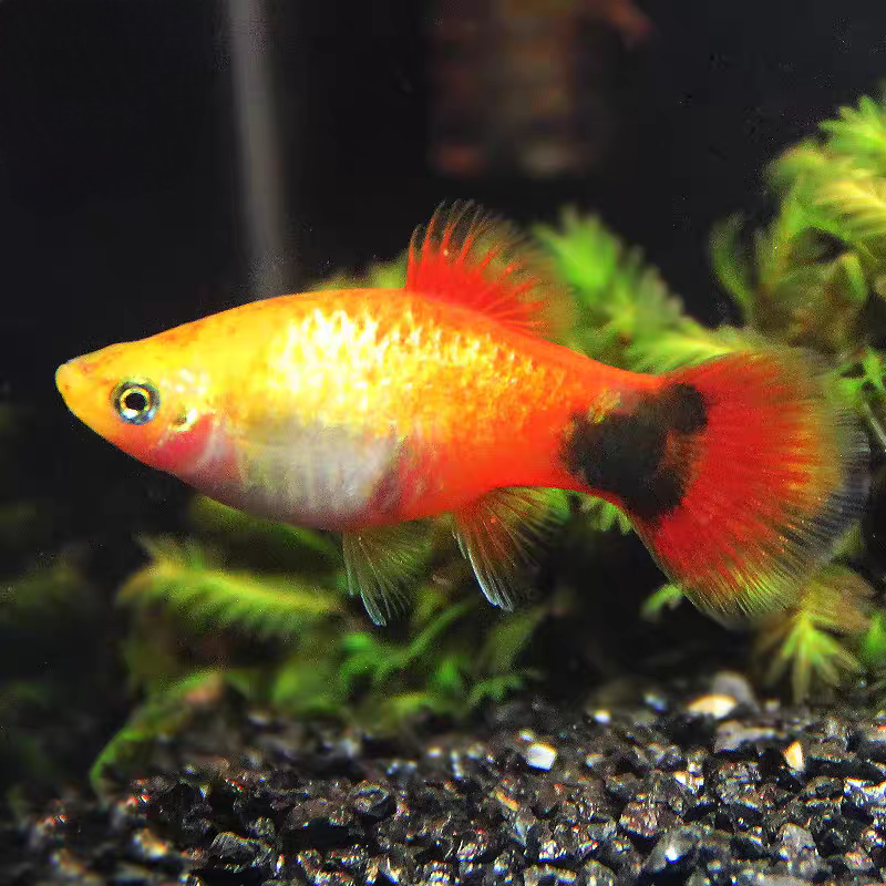 小型热带观赏鱼 黄米奇2-3厘米