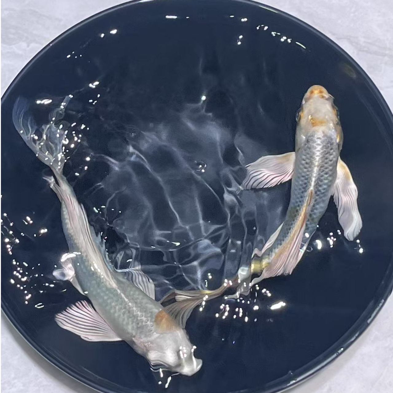 501-600号玛雅色蝴蝶鲤锦鲤金鱼宠物鱼观赏鱼活体