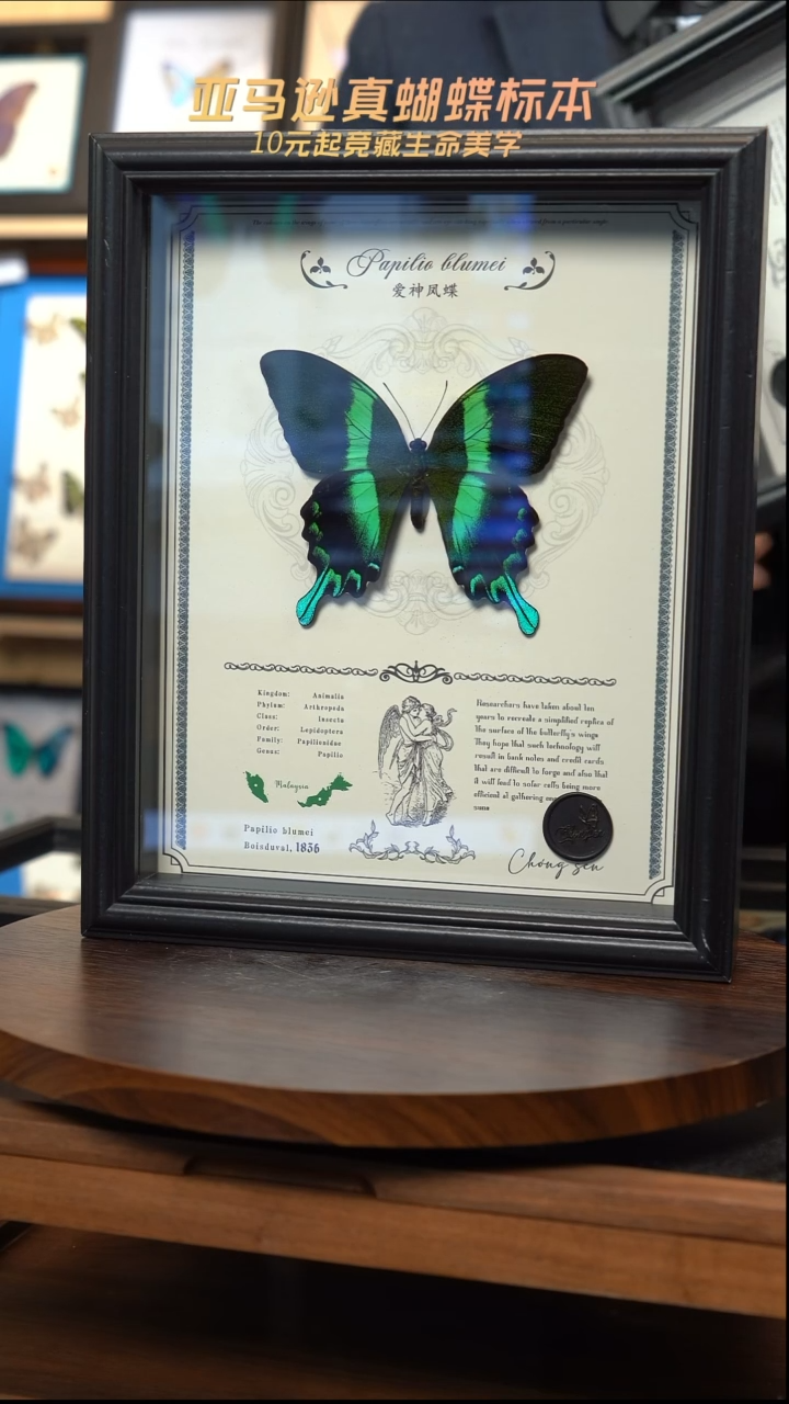 爱神凤蝶重逢艺术款10寸