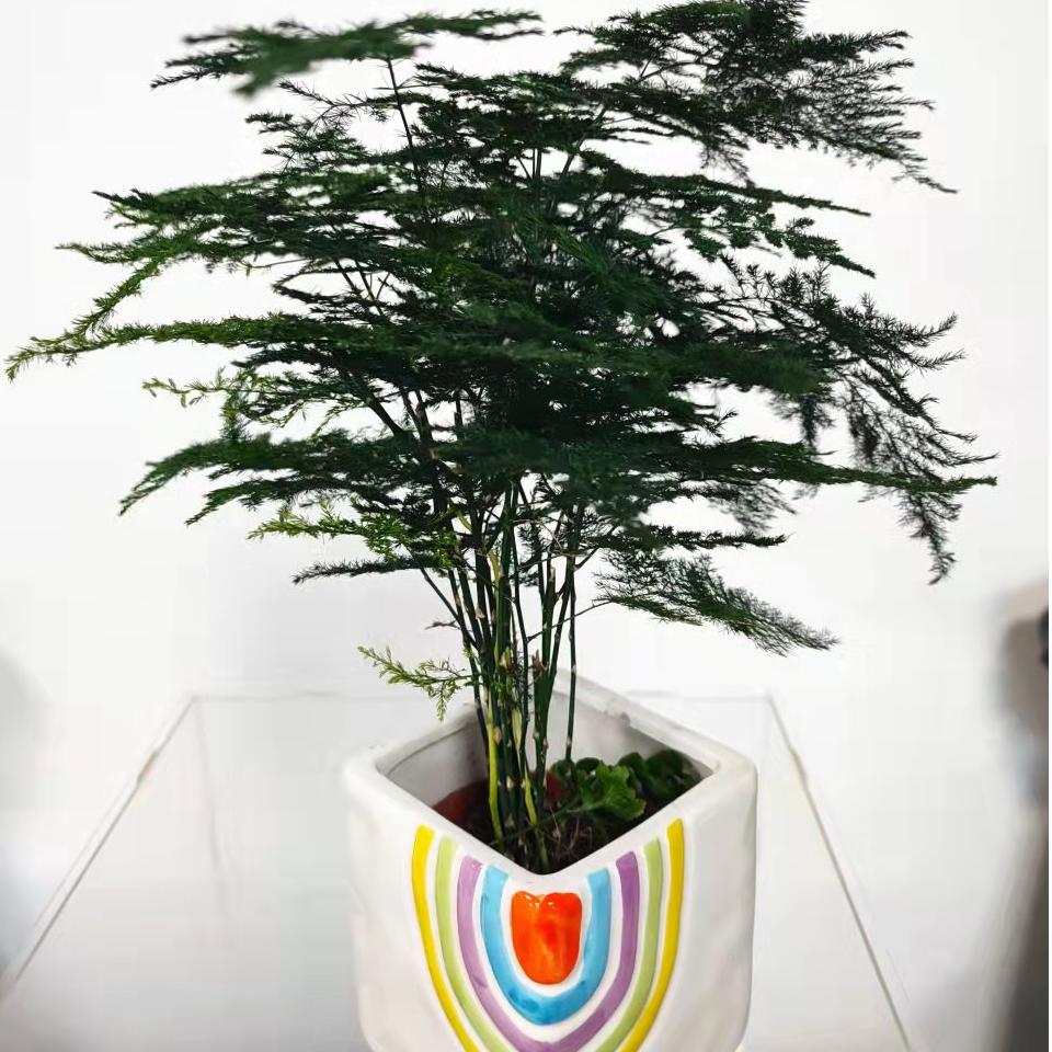 文竹盆栽室内桌面绿植四季常青可驱蚊净化空气吸附甲醛+盆