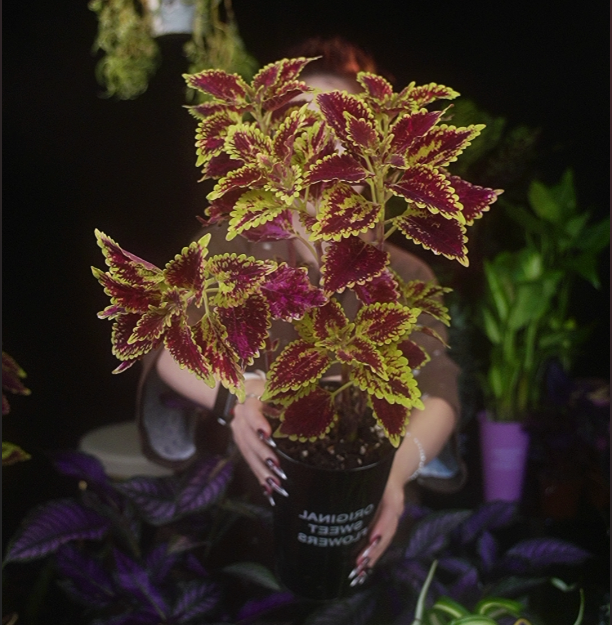 【新品尝鲜】金边火焰大苗彩叶草五彩苏颜色鲜艳好养耐热