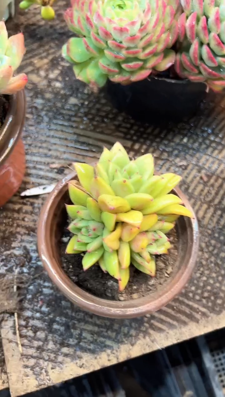 (****寻多肉植物一物一拍21482