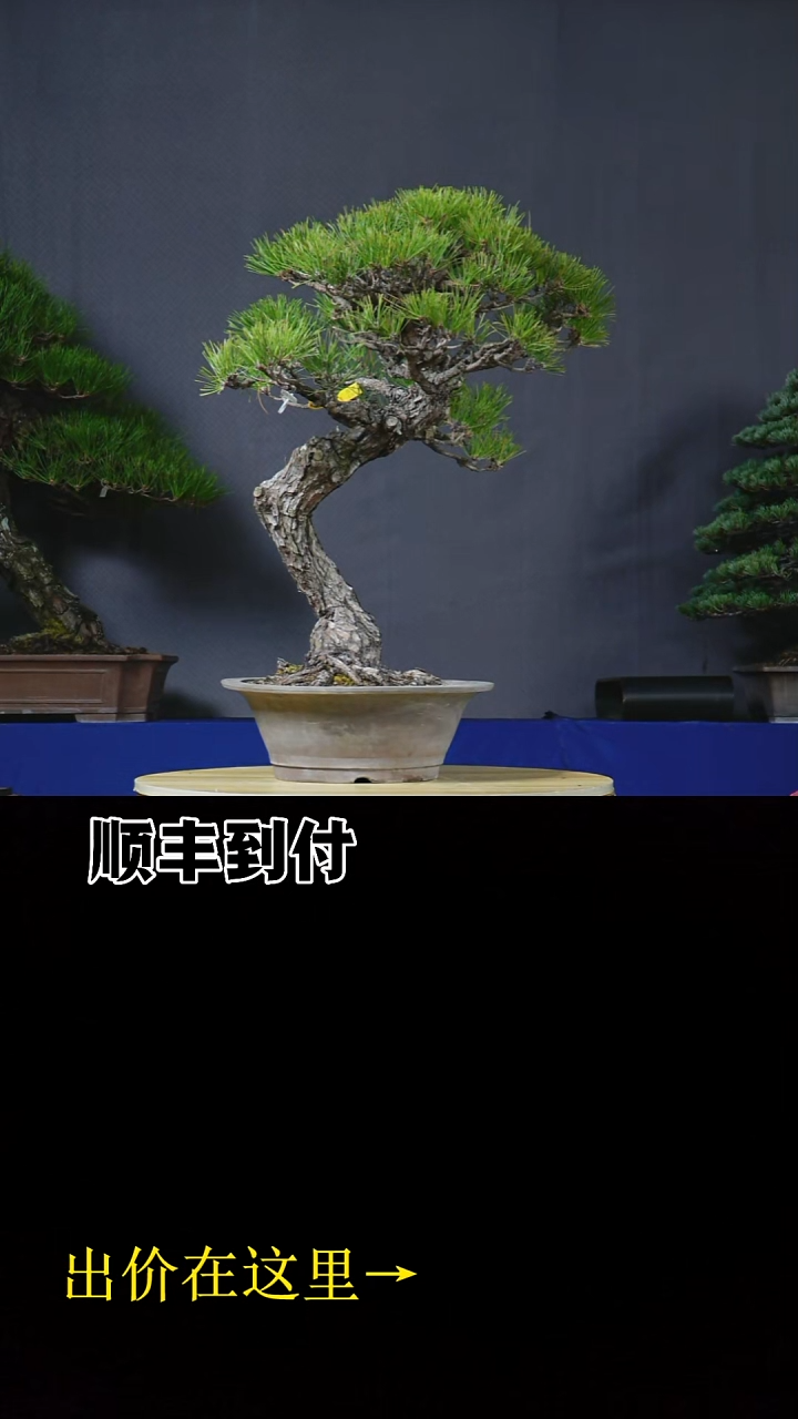 无花朵石**花c268三河黑松bubaoyou