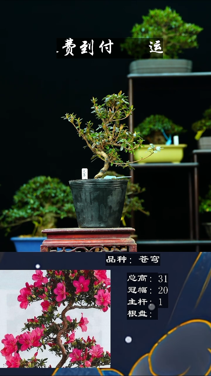 【闪购商品】无1837