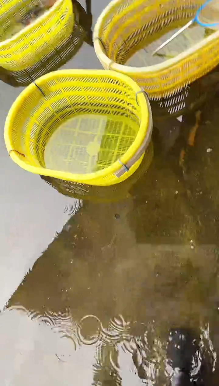 金鱼大**龙水娃娃观赏鱼兰寿金鱼  不包邮