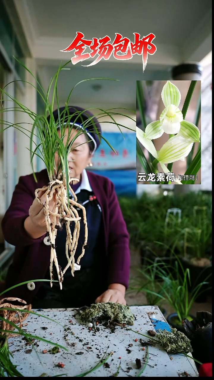 当前无花栽培后可以开花云龙素荷