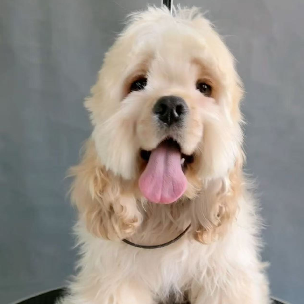 美国精品可卡犬宠物活体狗狗