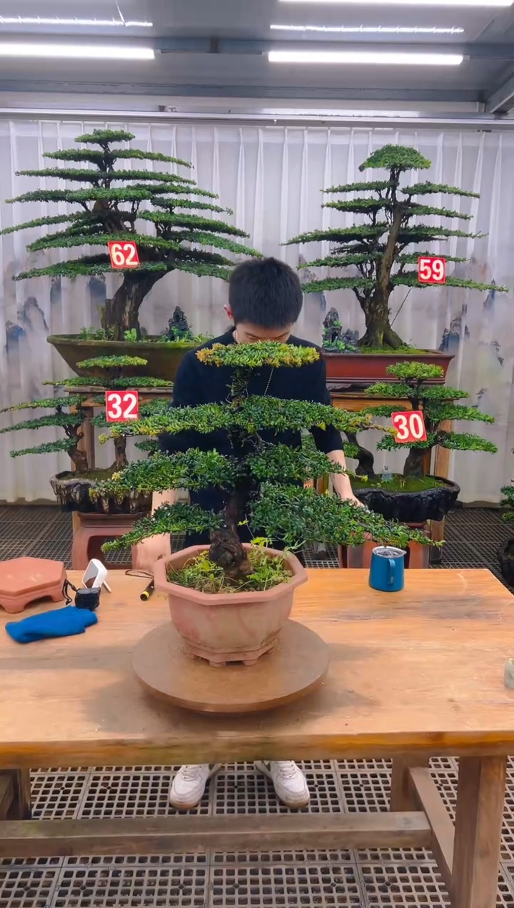 无花朵精品盆景直播间一物一拍