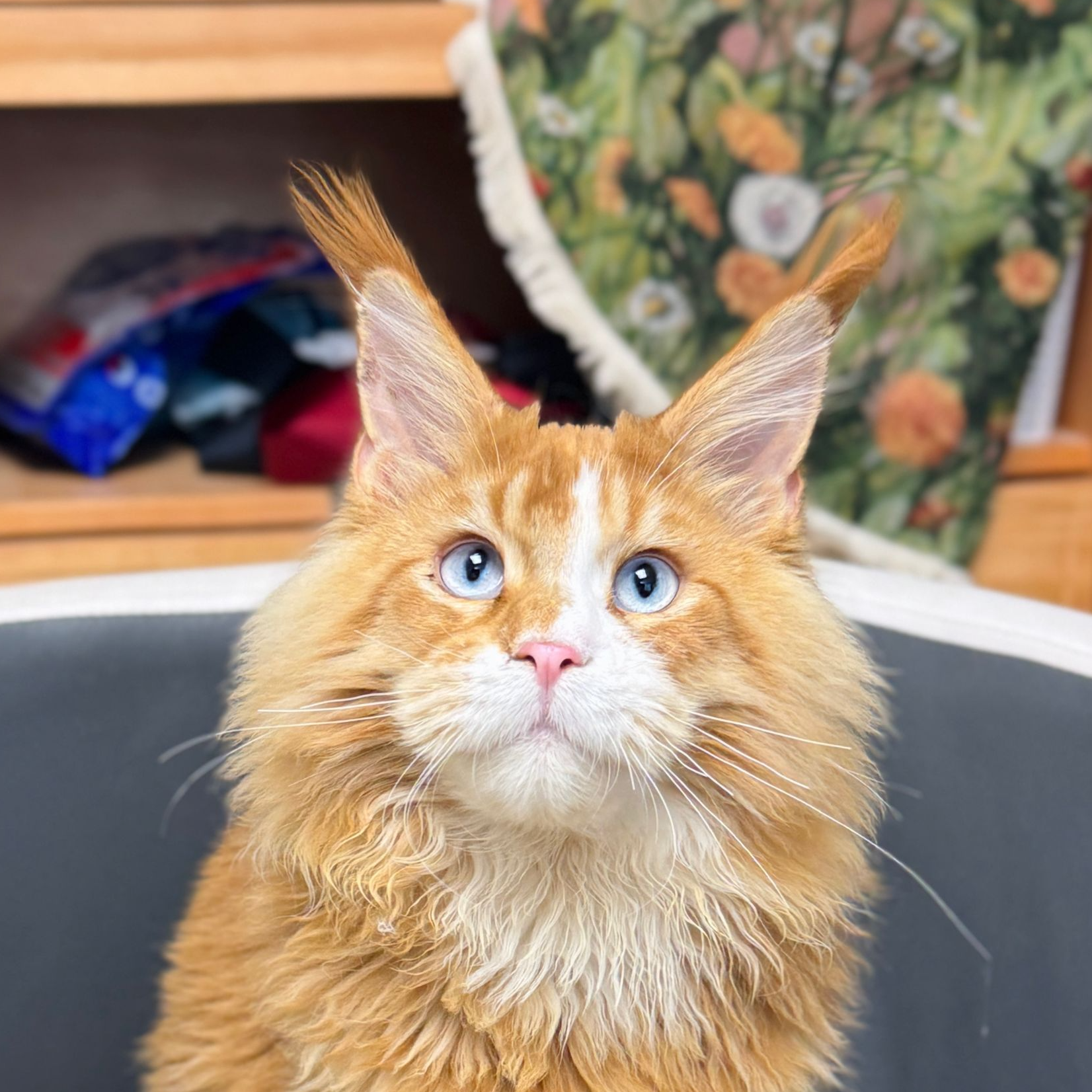 来了姊妹-红白蓝眼缅因猫 弟弟 26