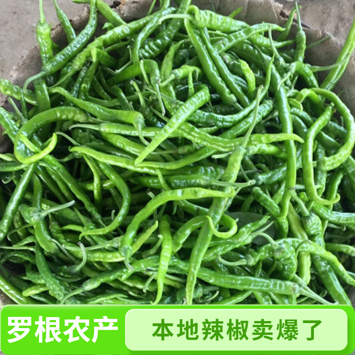湖南衡阳种植新鲜青辣椒湖南本地螺线椒土辣椒湖南本地蔬菜辣椒
