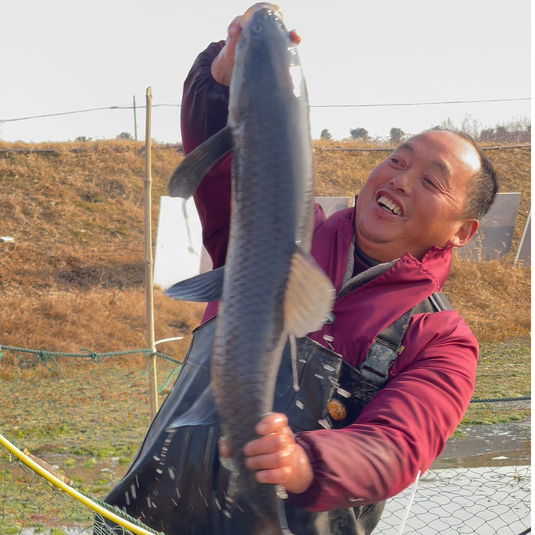 【新鲜鱼类】三苏家庭农场自养草鱼青鱼鲢鳙顺丰包邮新鲜整条