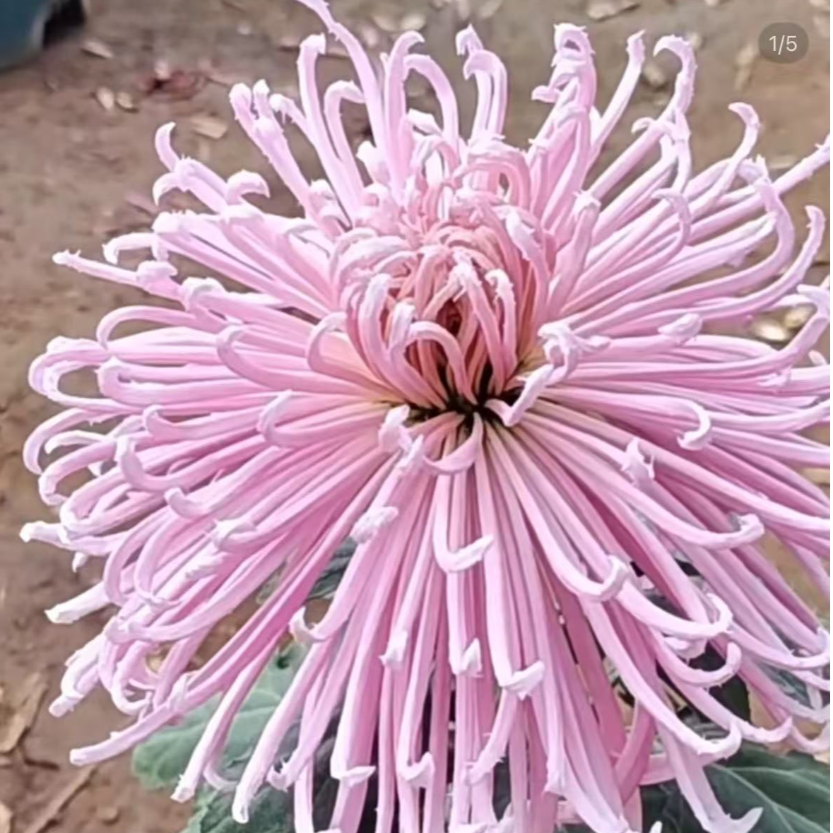【灯下舞娘】菊花盆栽带花苞发货大花特色花卉绿植