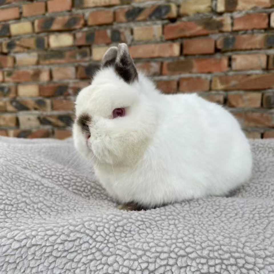 宠物兔侏儒兔猫猫兔安哥拉兔垂耳兔，直播间挑选，包活健康，疫苗全