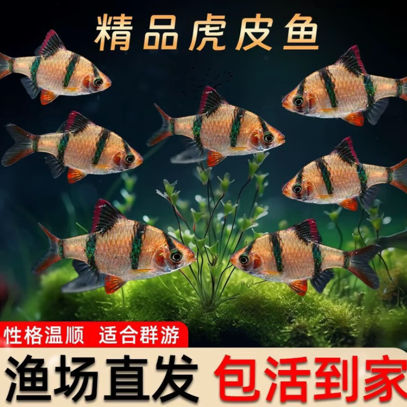 虎皮鱼+天使鱼混发 小型热带观赏鱼好养耐活四间群游宠物鱼