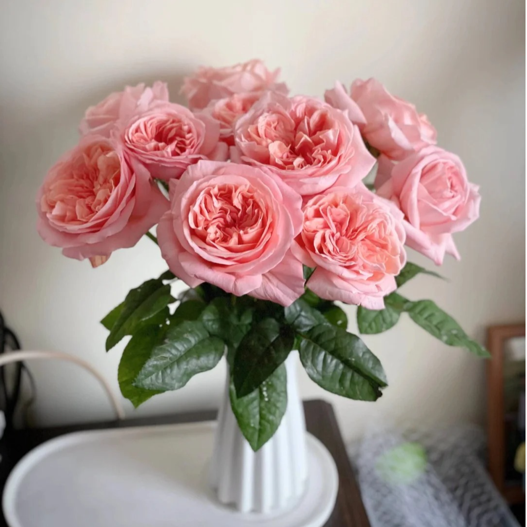 伦敦眼玫瑰，1单中通包邮，2单升级顺丰，距离远发德邦