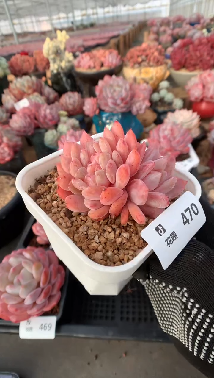 470雪天使多肉植物一物一拍
