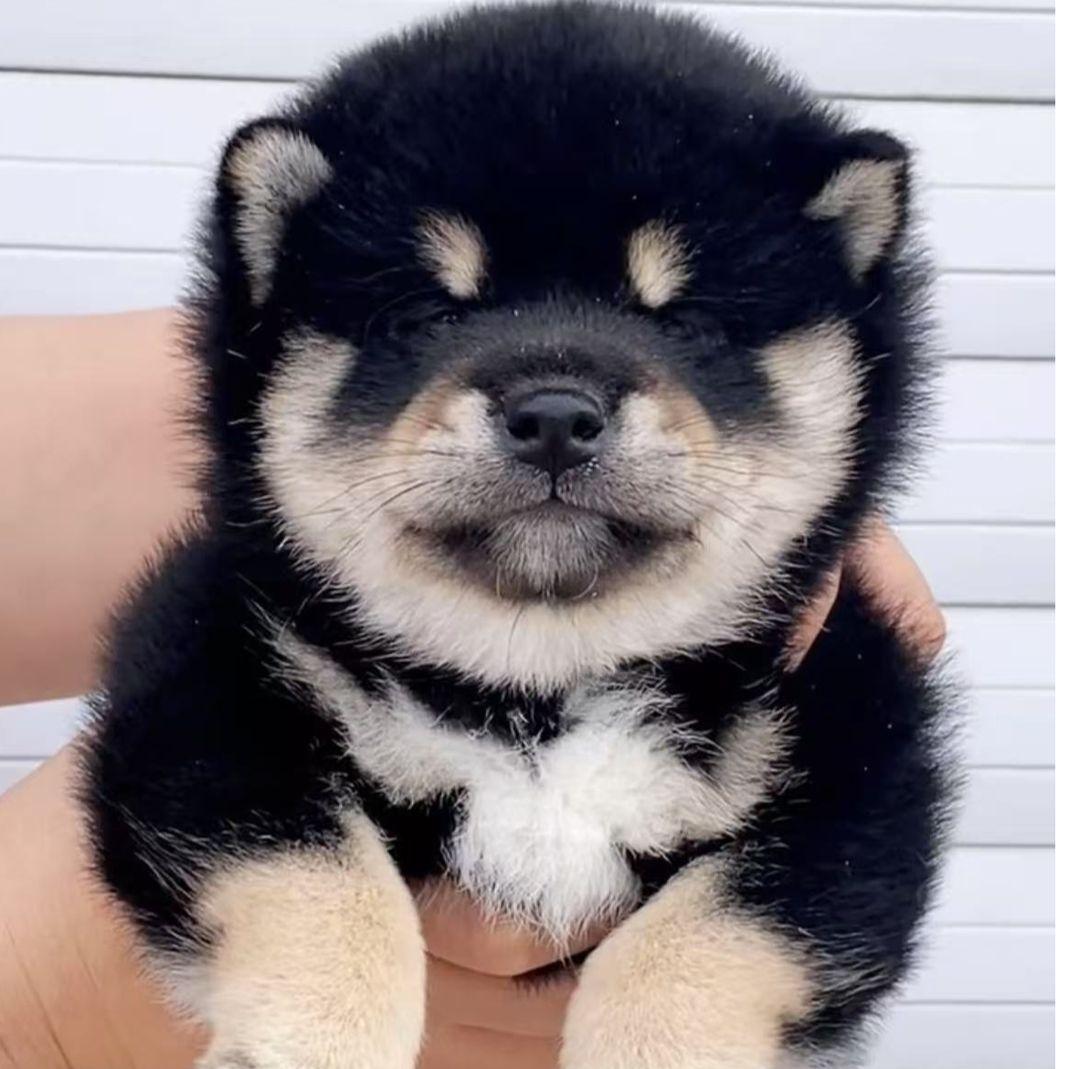 （梦想柴犬）T狗狗活体