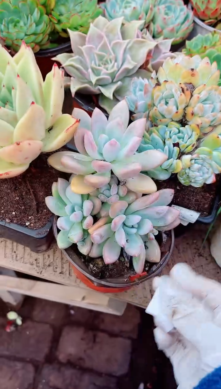 丫*25078多肉植物一物一拍