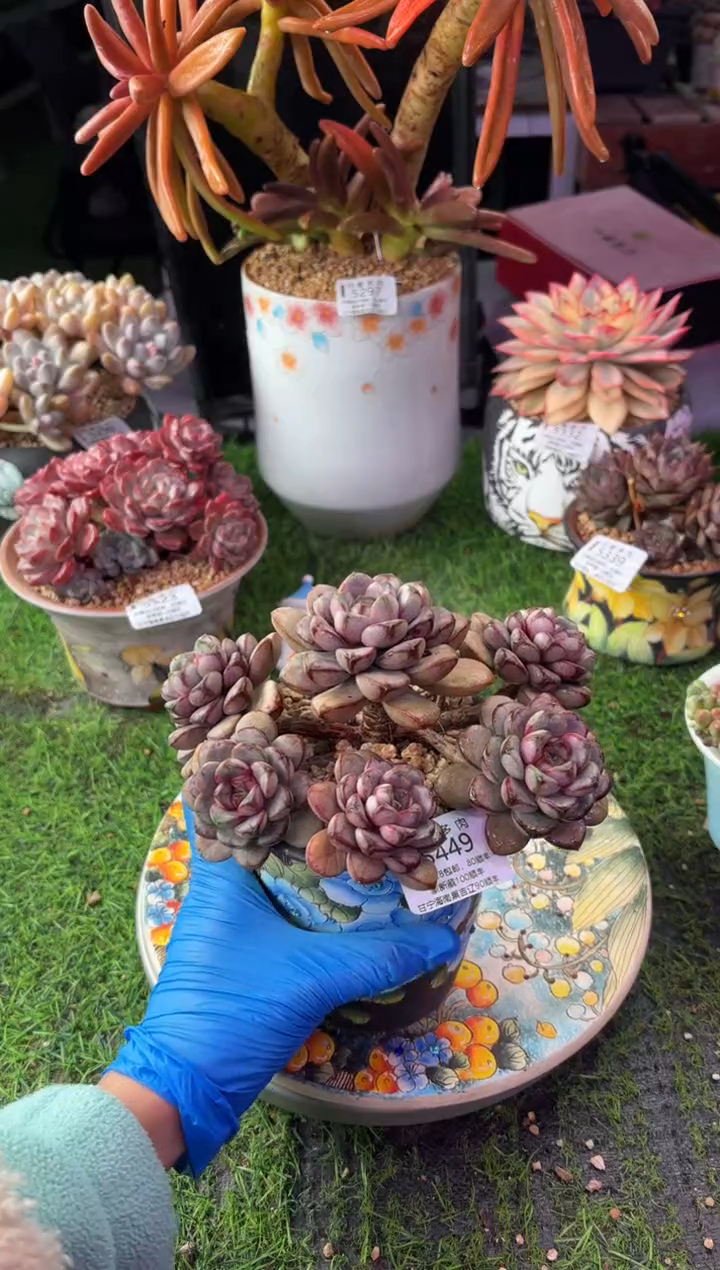 昆明印象多肉5449