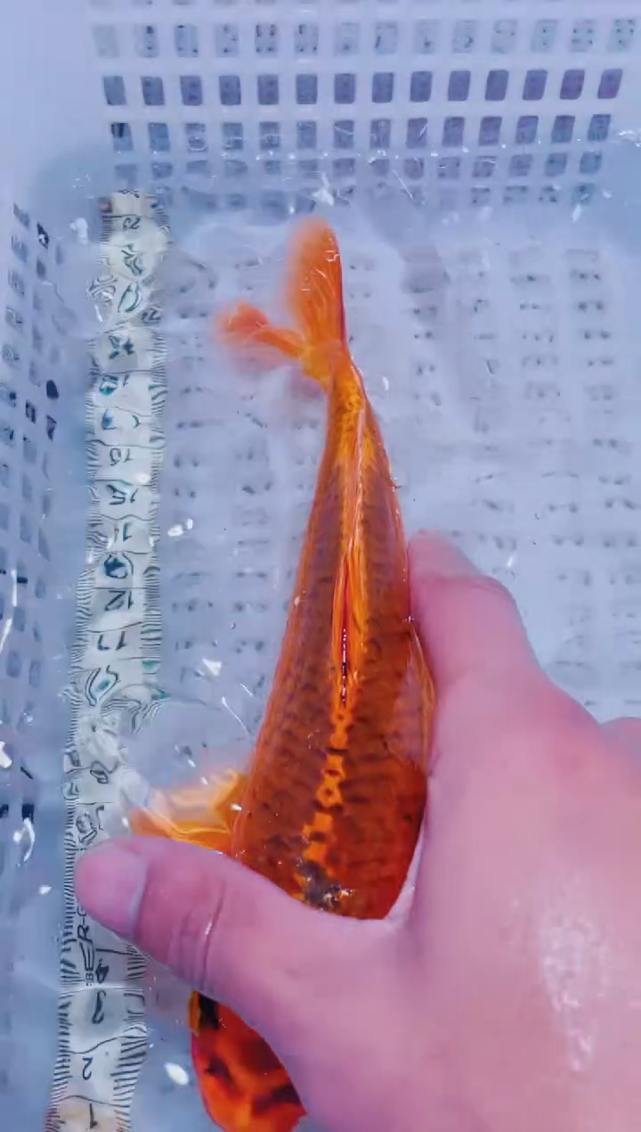 锦鲤血统锦鲤全场包邮113