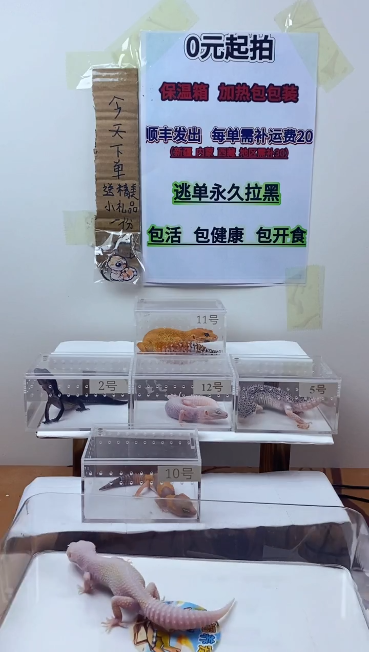 豹纹守宫豹纹守宫可爱幼苗亚成体成体肥尾