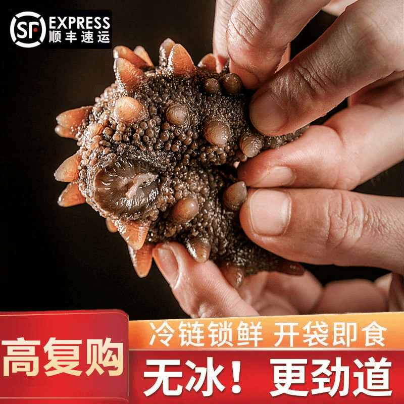 明小胖【双11补贴福利】25头装大连鲜食海参 纯Q弹口感 试吃1头