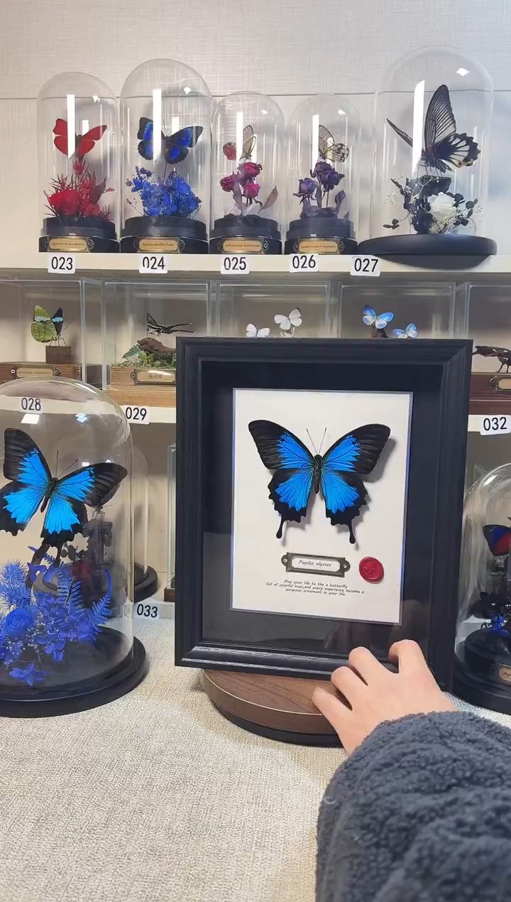 大自然的真实蝴蝶标本