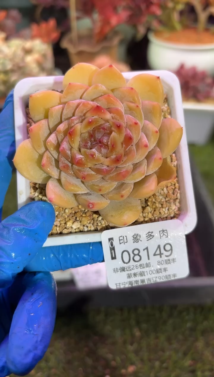 【闪购商品】08149