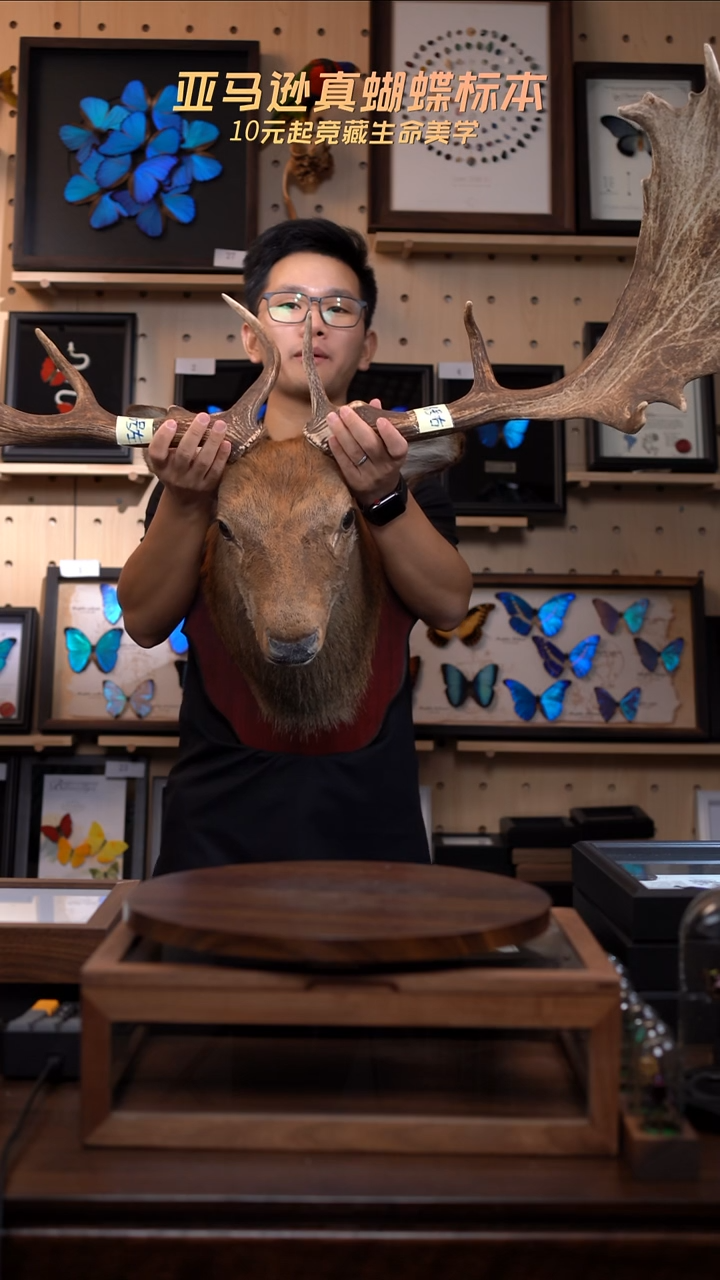 动物标本摆件B37