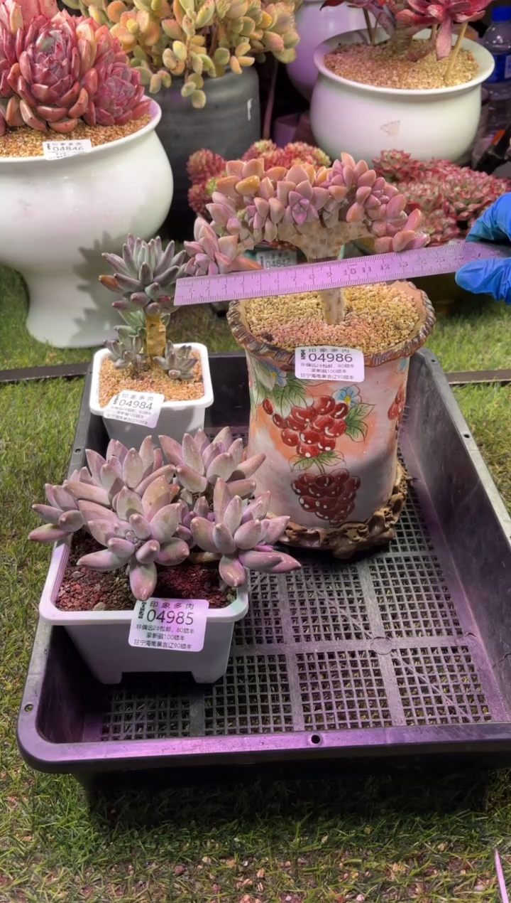 【闪购商品】04986