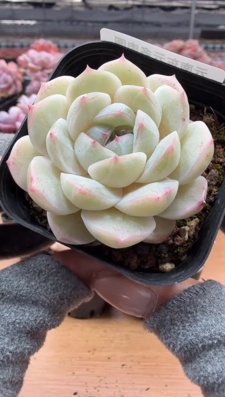 东云多肉园二店-20