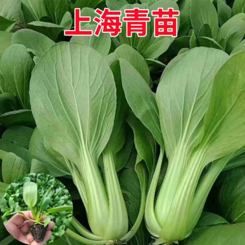 四季上海青菜秧苗矮脚苏州青苗乌塌菜小青菜幼苗阳台各种蔬菜秧苗