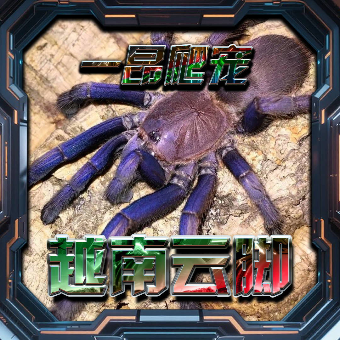 越南云脚温顺宠物蜘蛛蓝色艳丽好养穴居