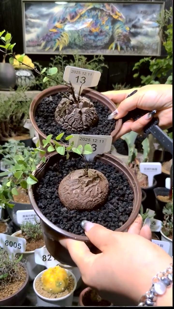 13号1211福利南非龟甲龙买一送一