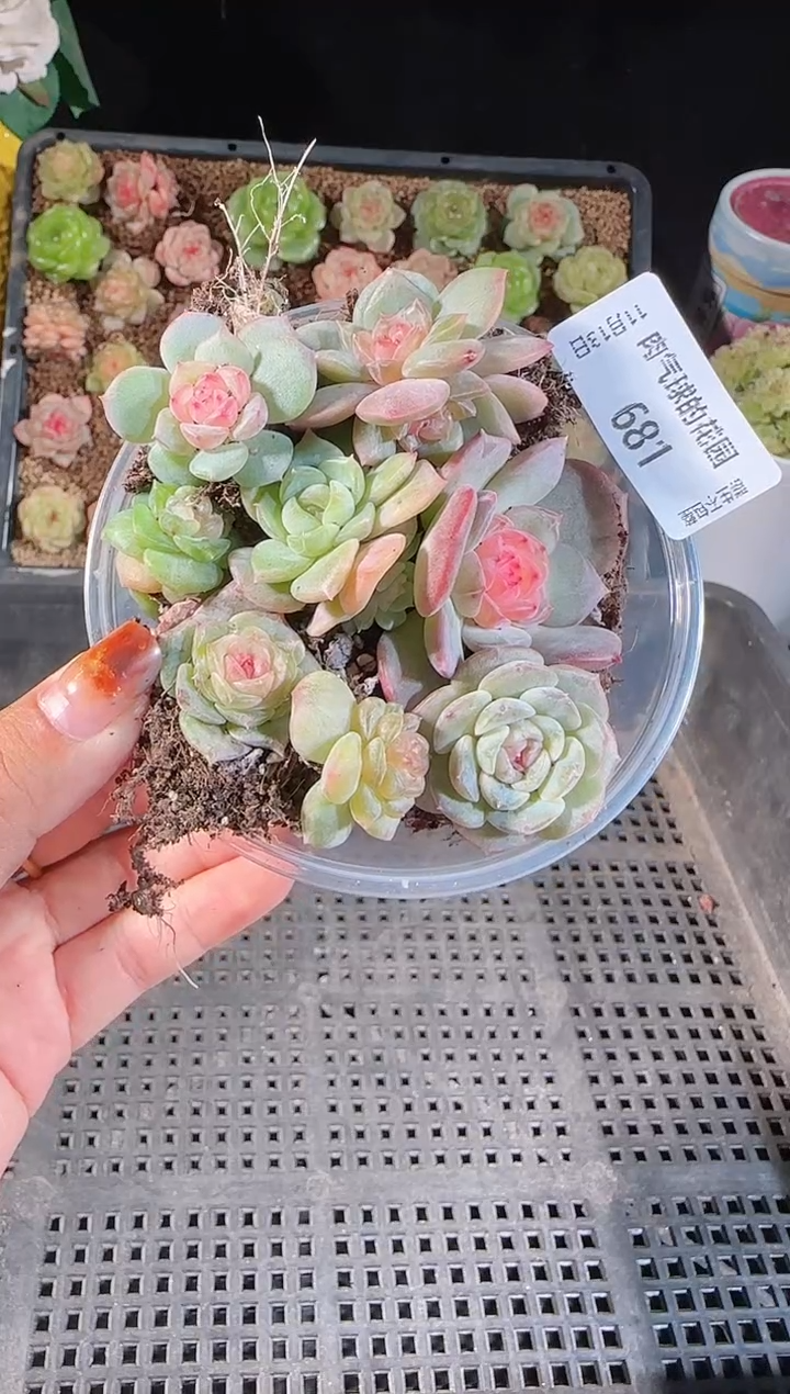 1113-681切糕群生不包整