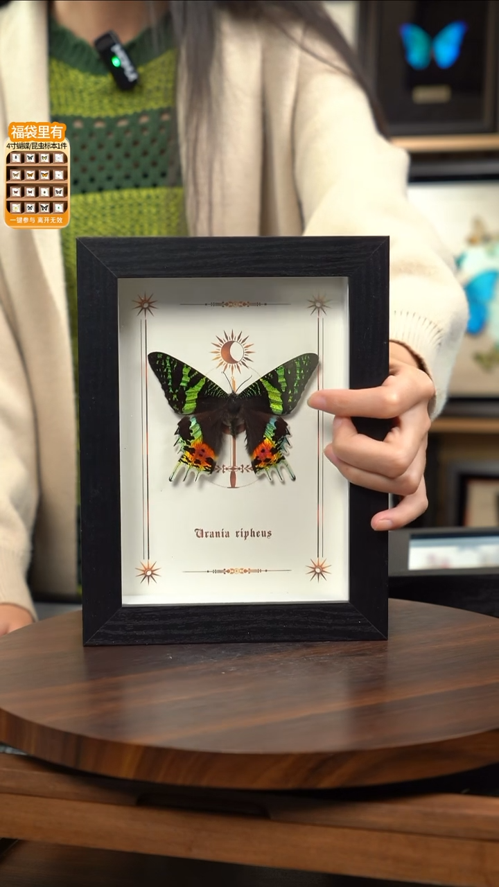 太阳蛾图腾款7寸竖框