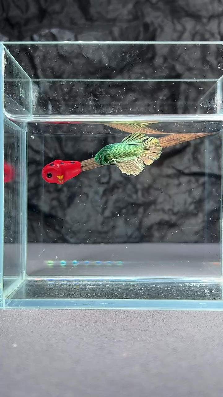 斗鱼竞拍链接S038