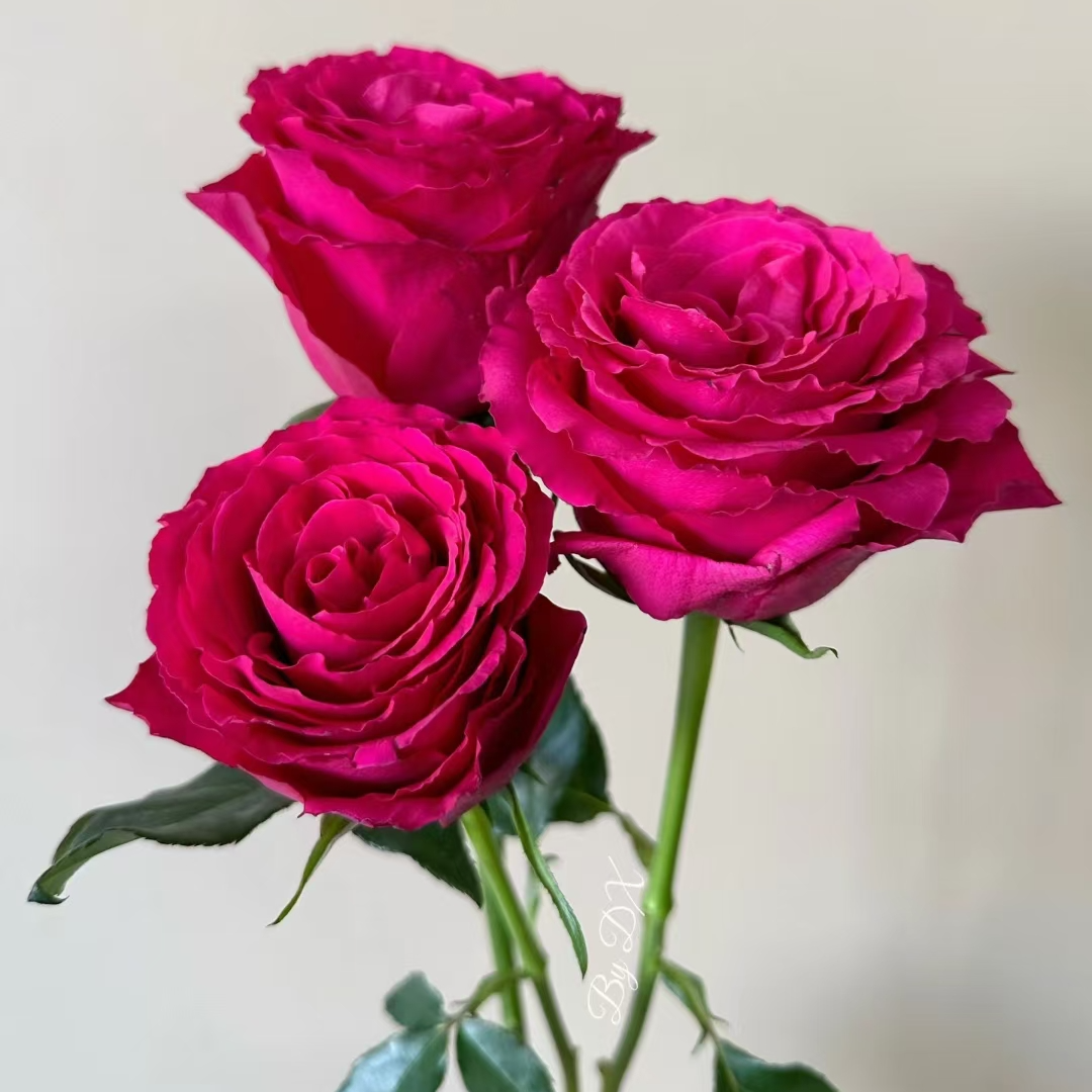 【热点】四季灌木切花