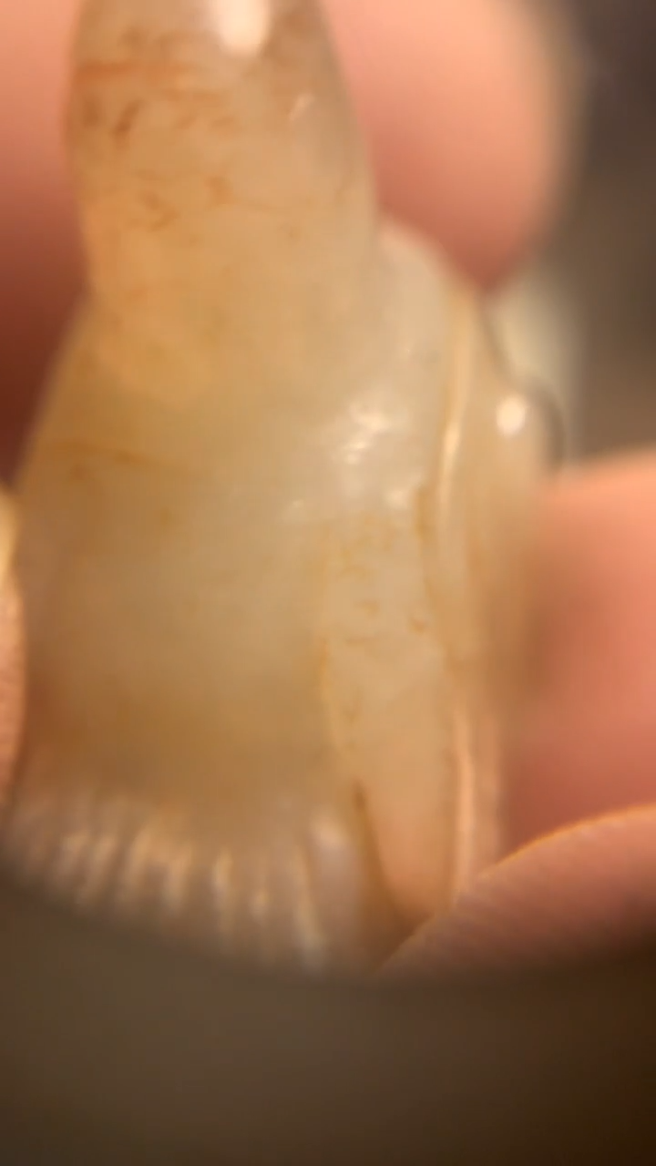 【闪购商品】透闪石质玉车挂未镶嵌鸟