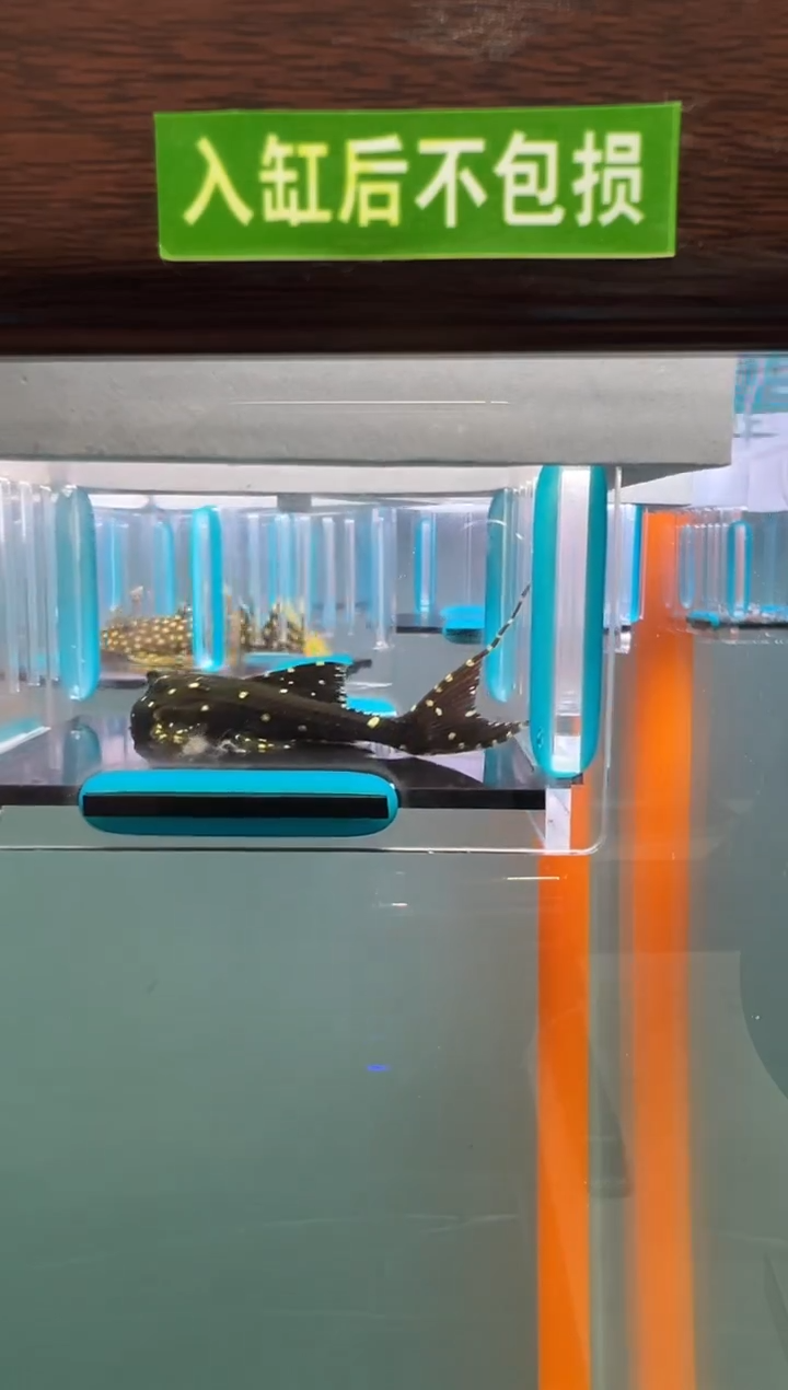 清道夫006号白珍入缸不包损录制完整开箱视频7.5厘米