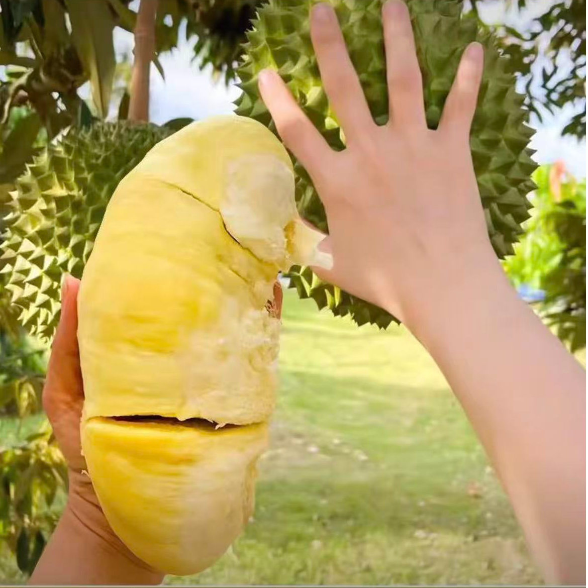 正宗榴莲树苗四季泰国金枕头猫山王盆栽地栽南方可种植WG