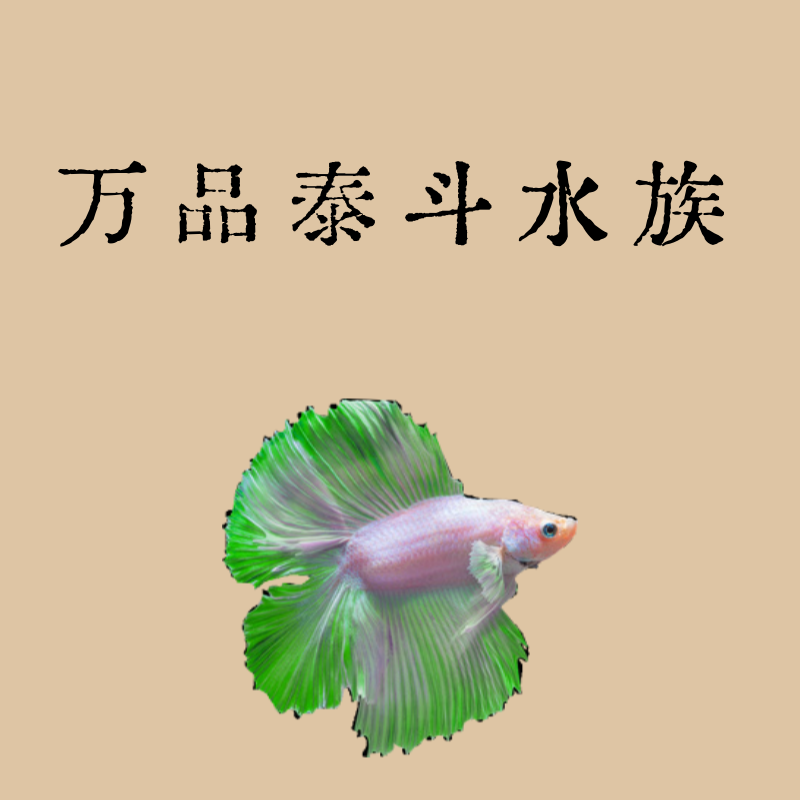 B7（145-168）泰国斗鱼精品鱼小型热带观赏鱼【直播间选鱼】