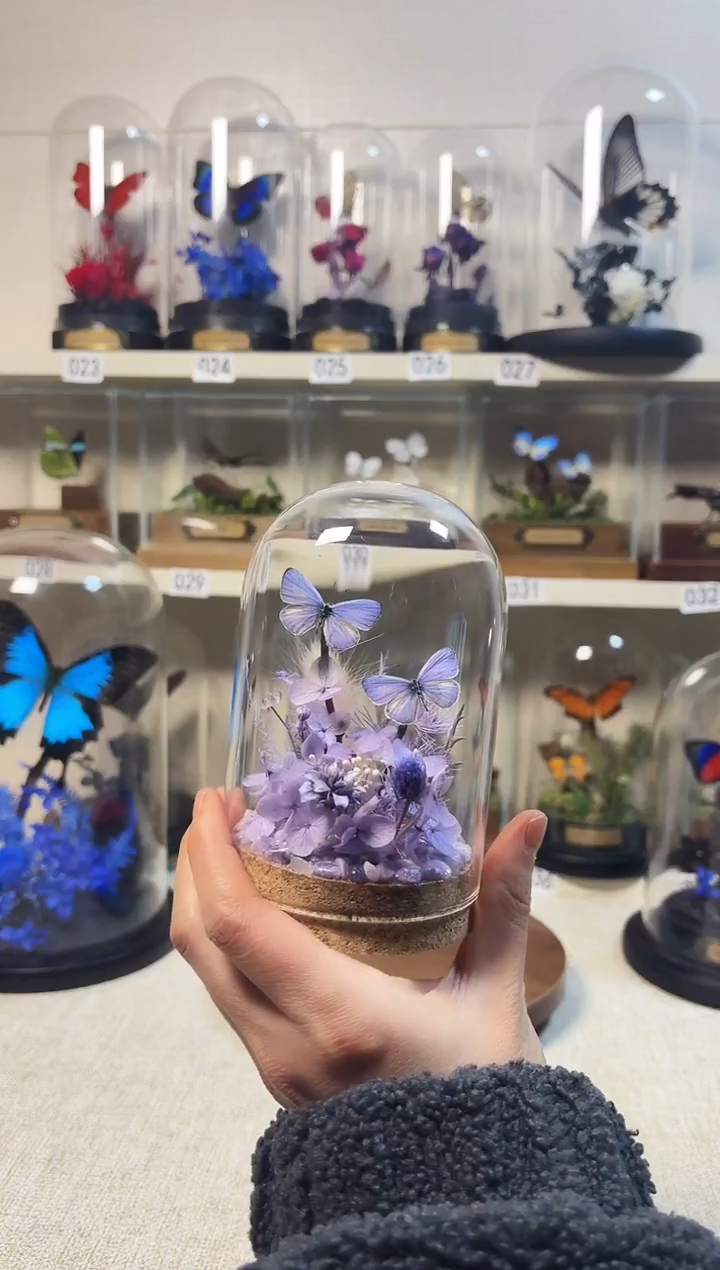 大自然的真实蝴蝶标本