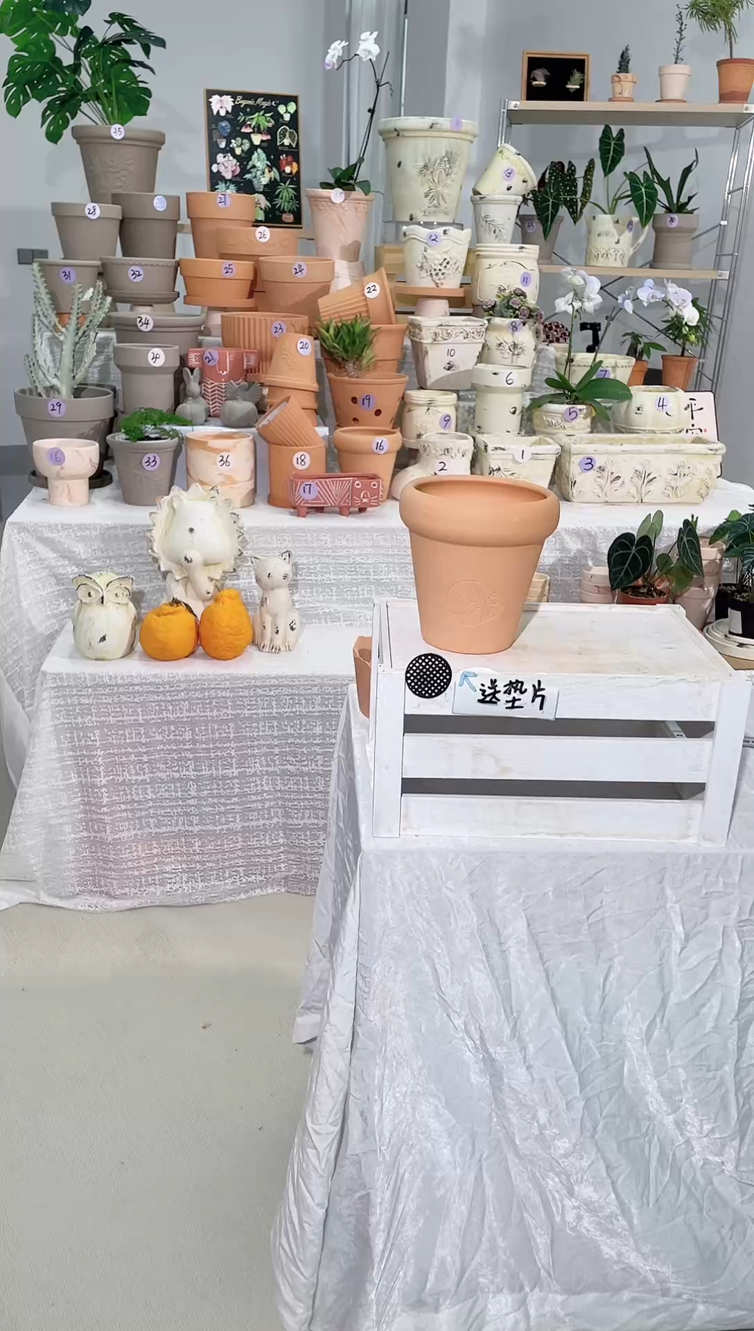 【闪购商品】红陶1个无托 红陶草莓女孩口径15*15