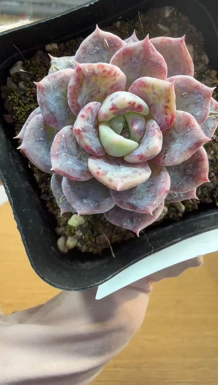 东云多肉园二店-302